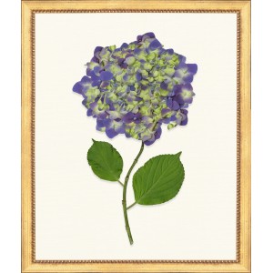 TLC- HYDRANGEA 25  20 X 24